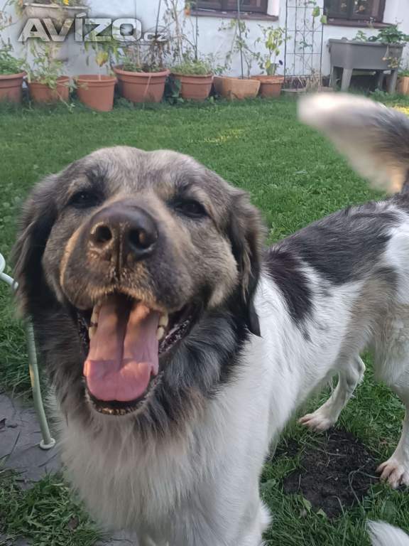 Foto inzerátu Český horský pes s PP FCI 