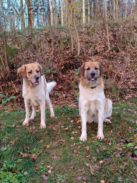 Foto inzerátu Český horský pes s PP FCI 