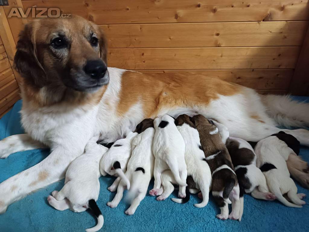 Foto inzerátu Český horský pes s PP FCI 