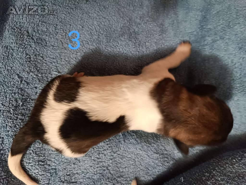 Foto inzerátu Český horský pes s PP FCI 