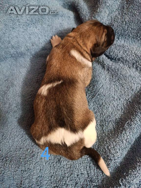 Foto inzerátu Český horský pes s PP FCI 