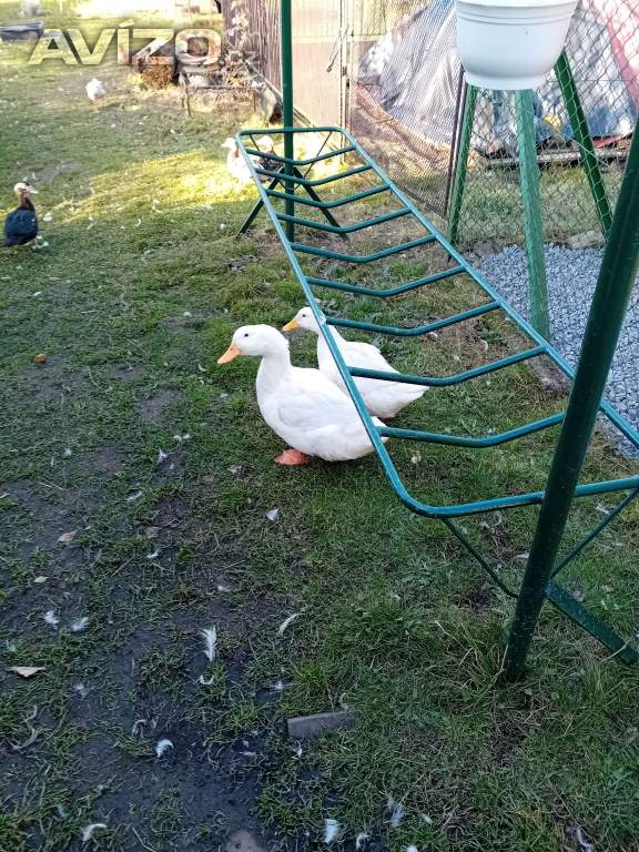 Pár kachny pekingské