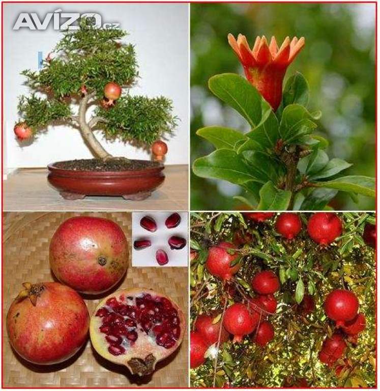 Punica Granatum - Granátové jablko - semena