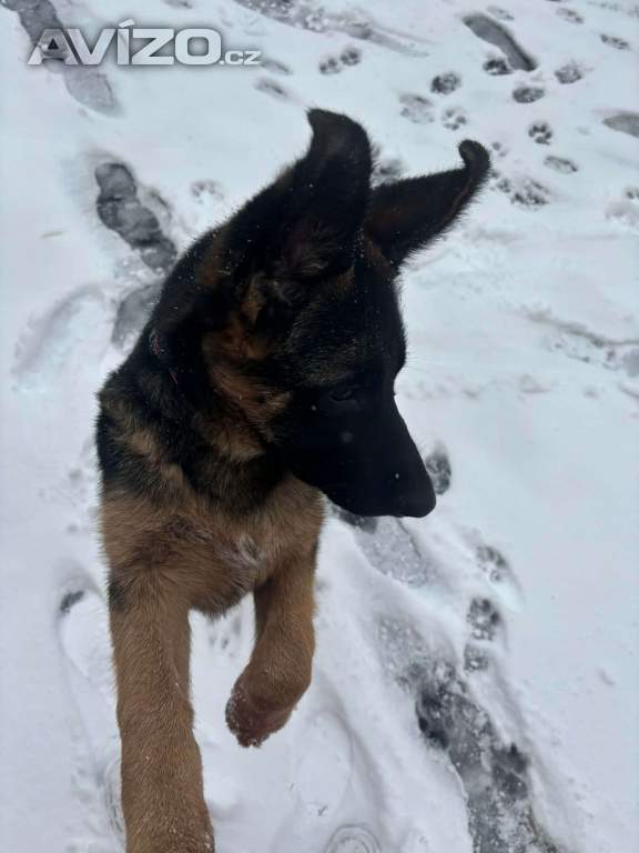 Foto inzerátu Německý ovčák s PP – špičkové štěně z výběrového chovu