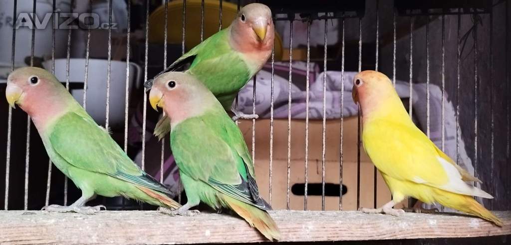 Agapornis růžohrdlý opalin 2025