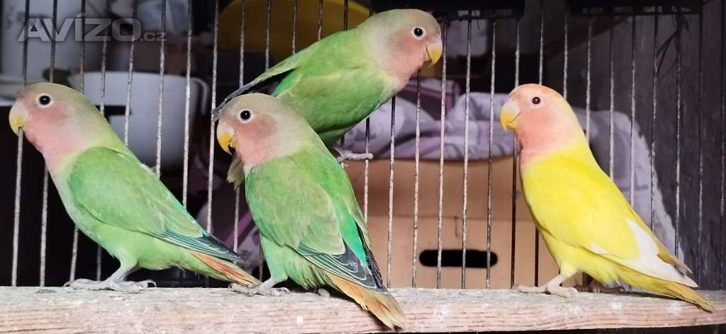 Foto inzerátu Agapornis růžohrdlý opalin 2025