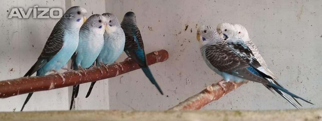 Foto inzerátu Andulky blackwing 2025