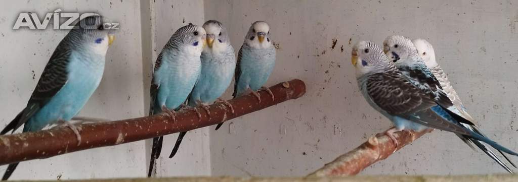 Foto inzerátu Andulky blackwing 2025