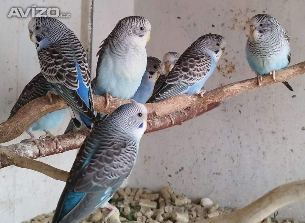 Foto inzerátu Andulky blackwing 2025