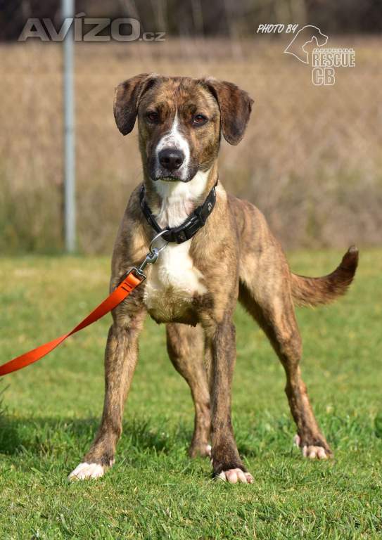 Foto inzerátu Darujeme Bonie