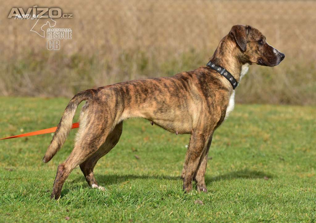 Foto inzerátu Darujeme Bonie