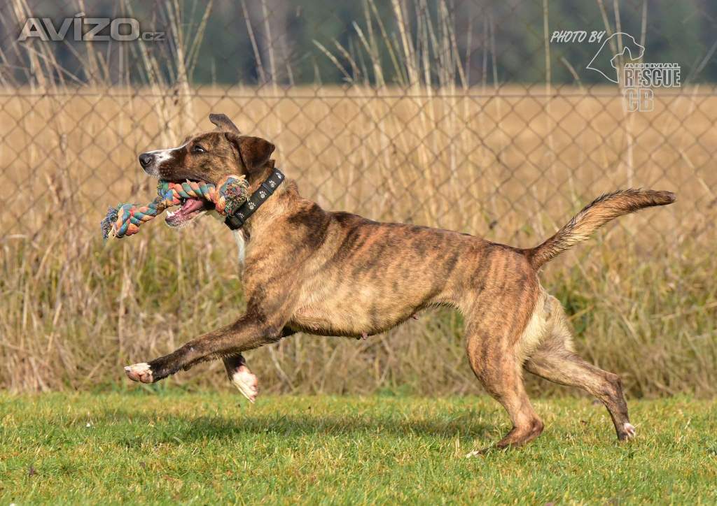 Foto inzerátu Darujeme Bonie