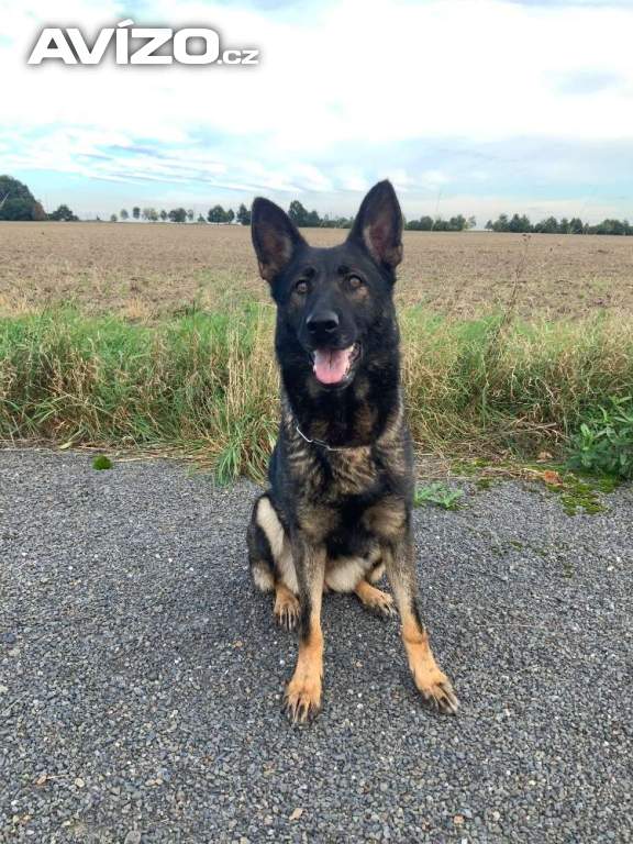 Německý ovčák - štěňata s PP