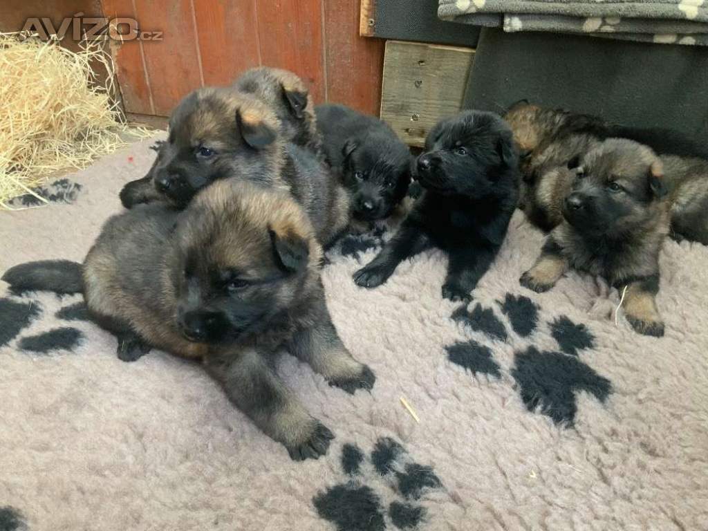 Foto inzerátu Německý ovčák - štěňata s PP