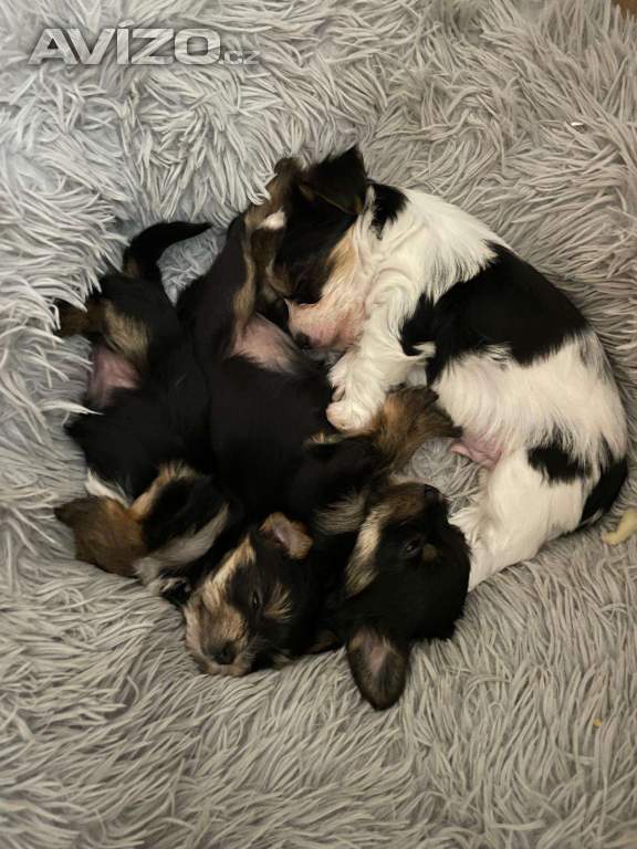 Foto inzerátu Jorkšír pejsek 