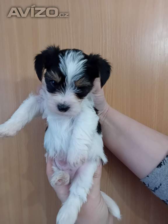 Foto inzerátu Jorkšír pejsek 