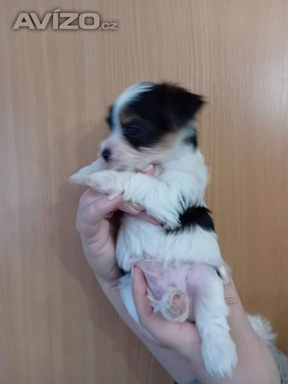 Foto inzerátu Jorkšír pejsek 