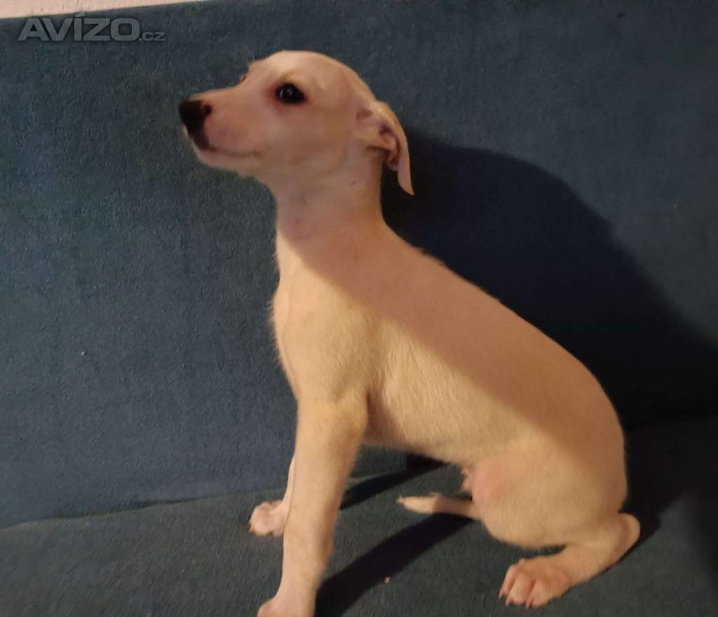 Whippet /Vipet/ - štěňata bez pp