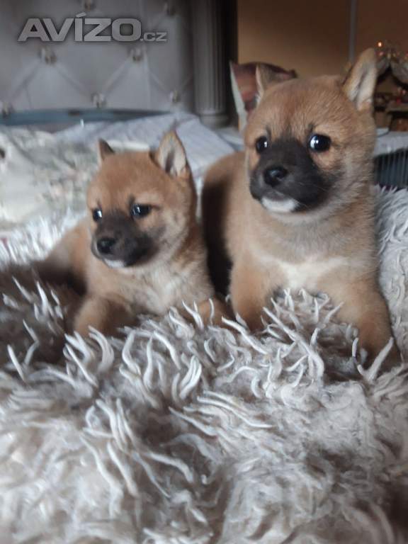 Foto inzerátu Schiba Inu 