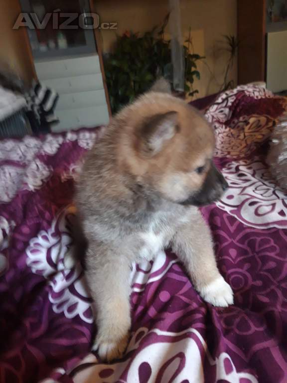 Foto inzerátu Schiba Inu 