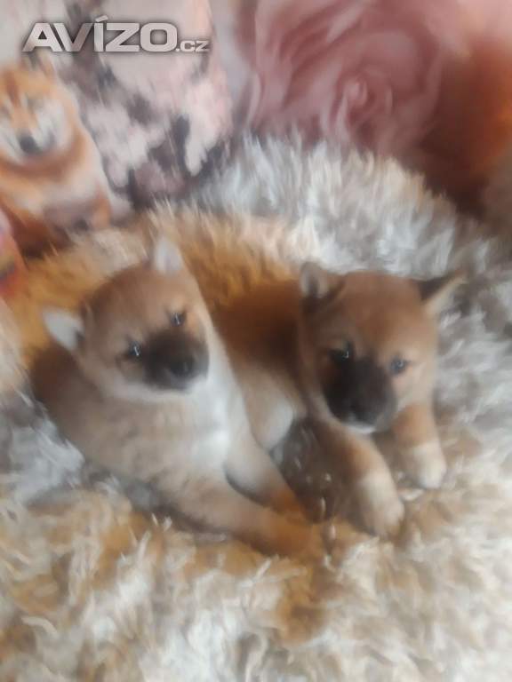 Foto inzerátu Schiba Inu 