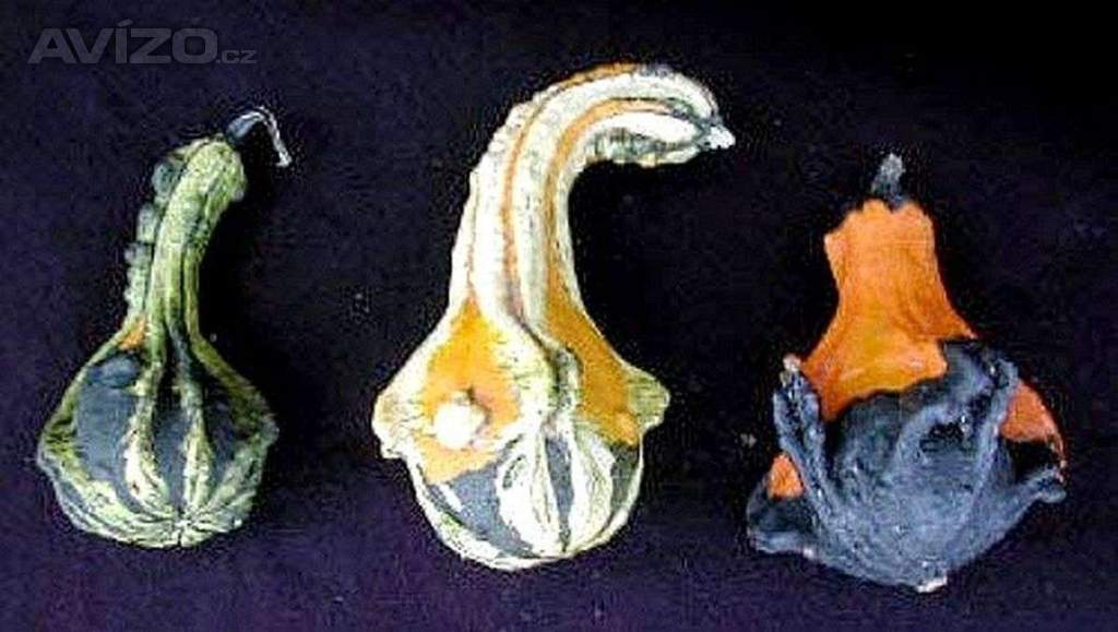 Tykev okrasná - Andělská křídla - semena