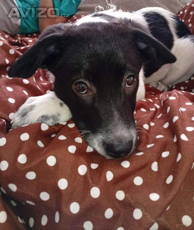 Štěně křížence labradora s border kolii 