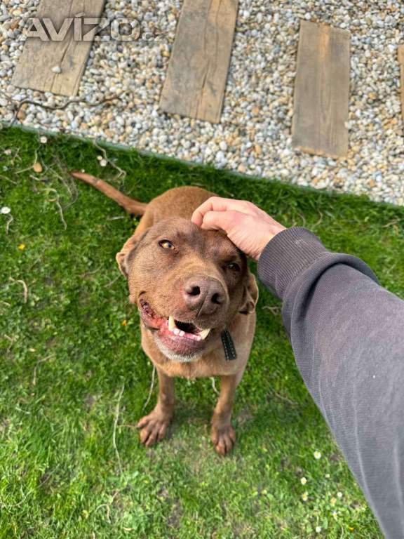 Foto inzerátu Darujeme fenku