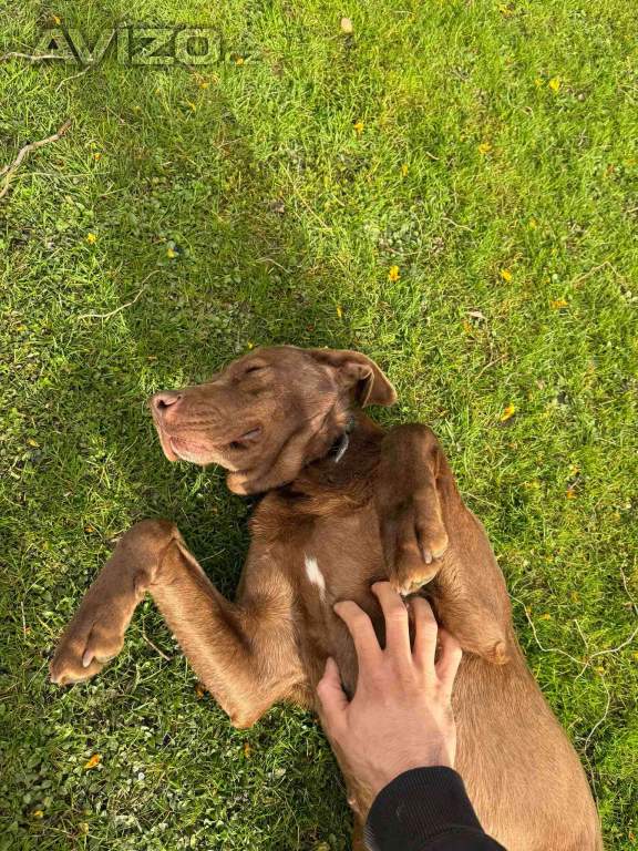 Foto inzerátu Darujeme fenku