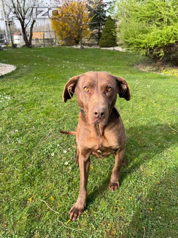 Foto inzerátu Darujeme fenku