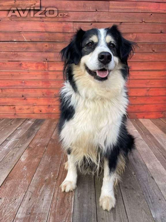 Foto inzerátu AKIMA - kastrovaná fenečka 7 let 