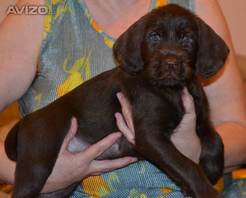 Foto inzerátu Pudlpointr s PP