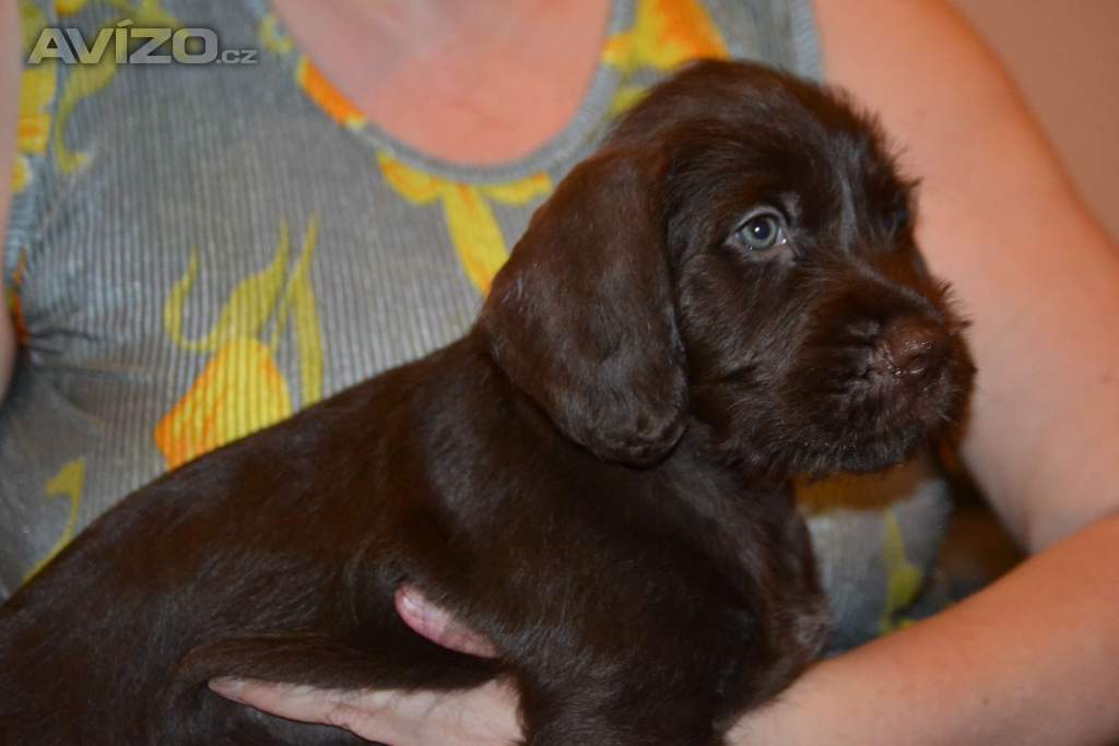 Foto inzerátu Pudlpointr s PP