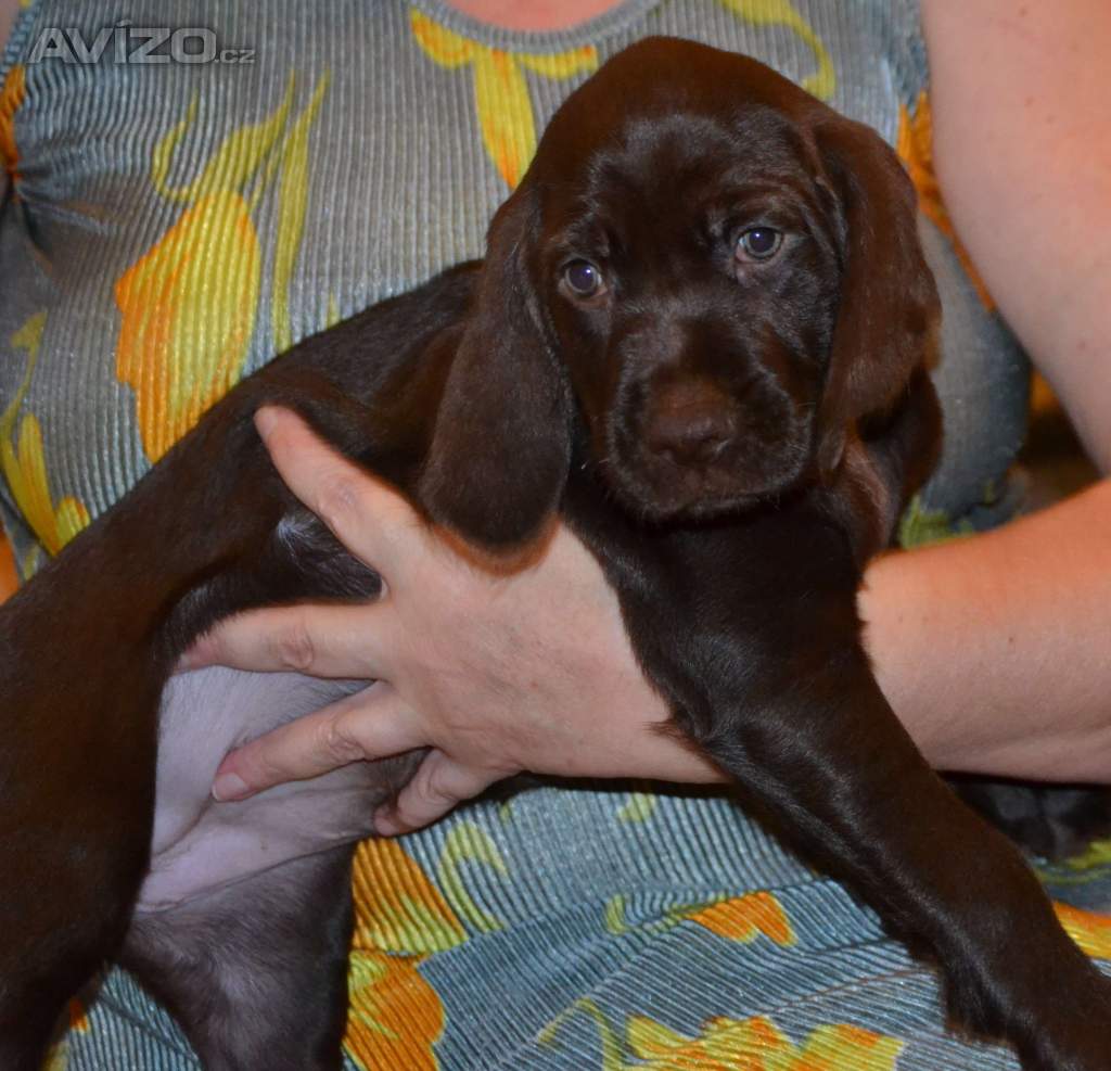 Foto inzerátu Pudlpointr s PP