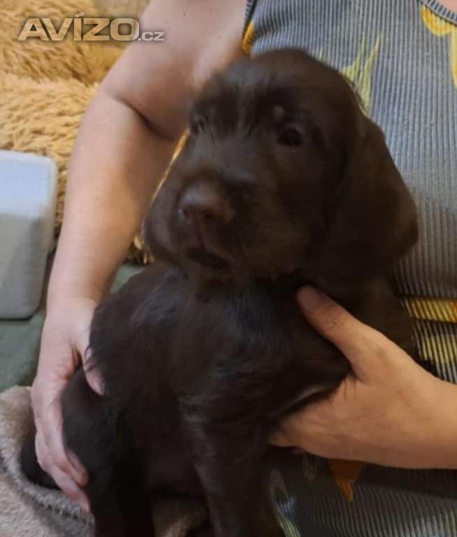 Foto inzerátu Pudlpointr s PP