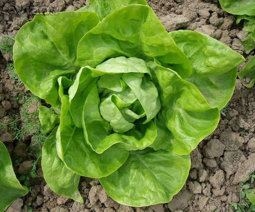 Salát hlávkový Humil - semena