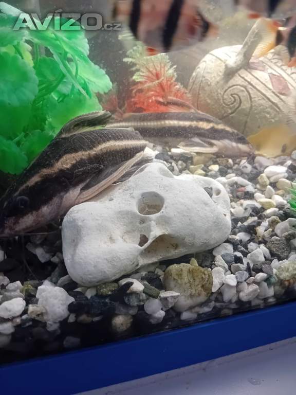 Foto inzerátu Trnovec Bělopruhy