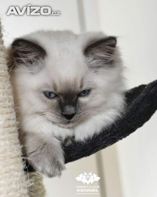 Ragdoll s PP - kočka na chov bez omezení pro ČR