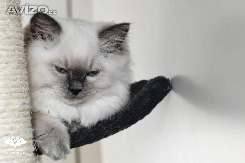 Foto inzerátu Ragdoll s PP - kočka na chov bez omezení pro ČR