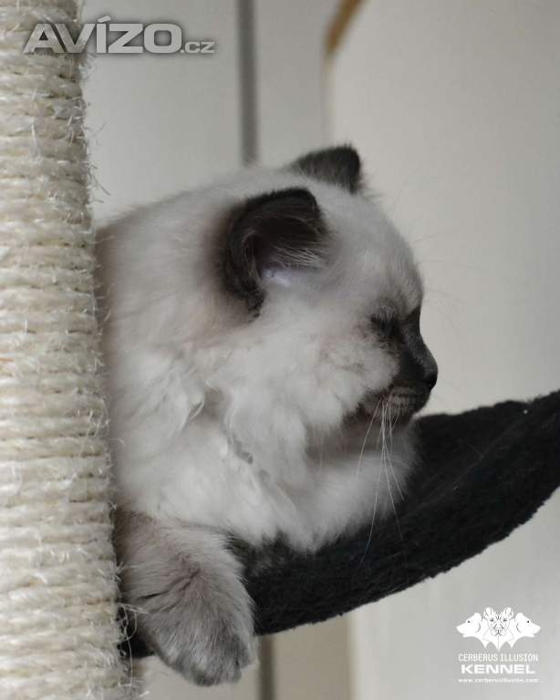 Foto inzerátu Ragdoll s PP - kočka na chov bez omezení pro ČR