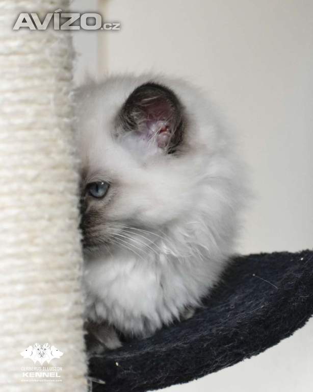 Foto inzerátu Ragdoll s PP - kočka na chov bez omezení pro ČR