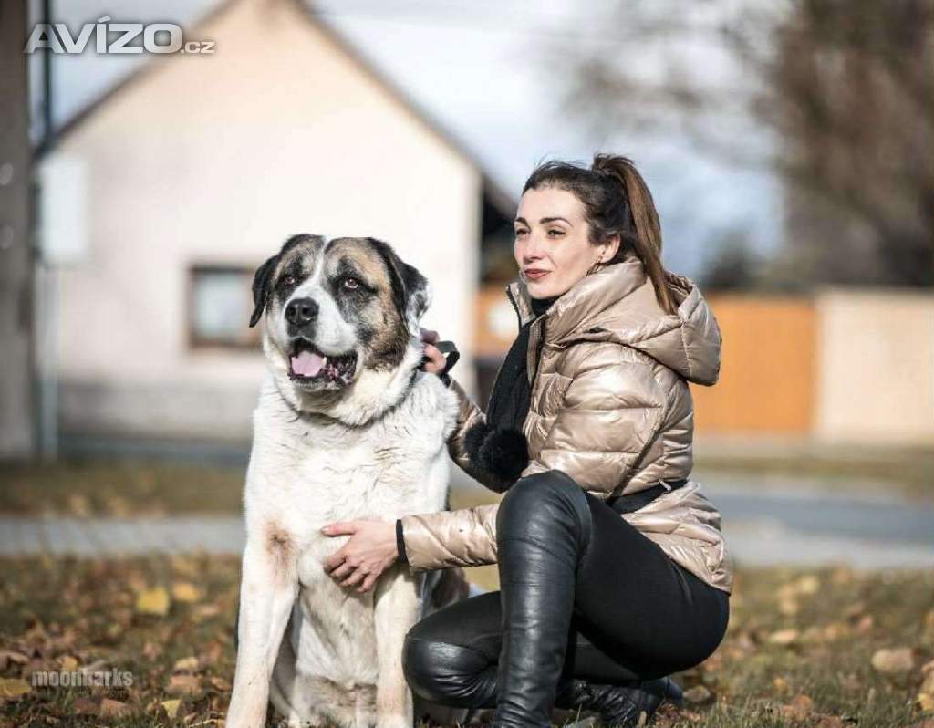 DAG - SAO 74 kg, kastrovaný psík 8 let 