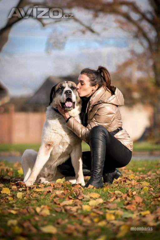 Foto inzerátu DAG - SAO 74 kg, kastrovaný psík 8 let 