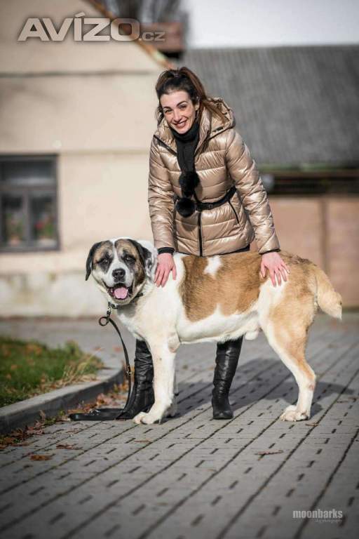 Foto inzerátu DAG - SAO 74 kg, kastrovaný psík 8 let 