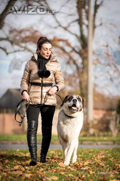 Foto inzerátu DAG - SAO 74 kg, kastrovaný psík 8 let 