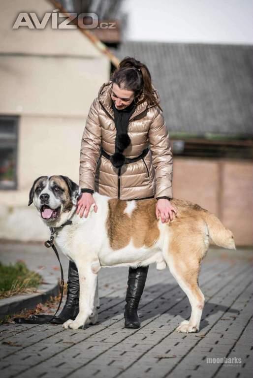 Foto inzerátu DAG - SAO 74 kg, kastrovaný psík 8 let 