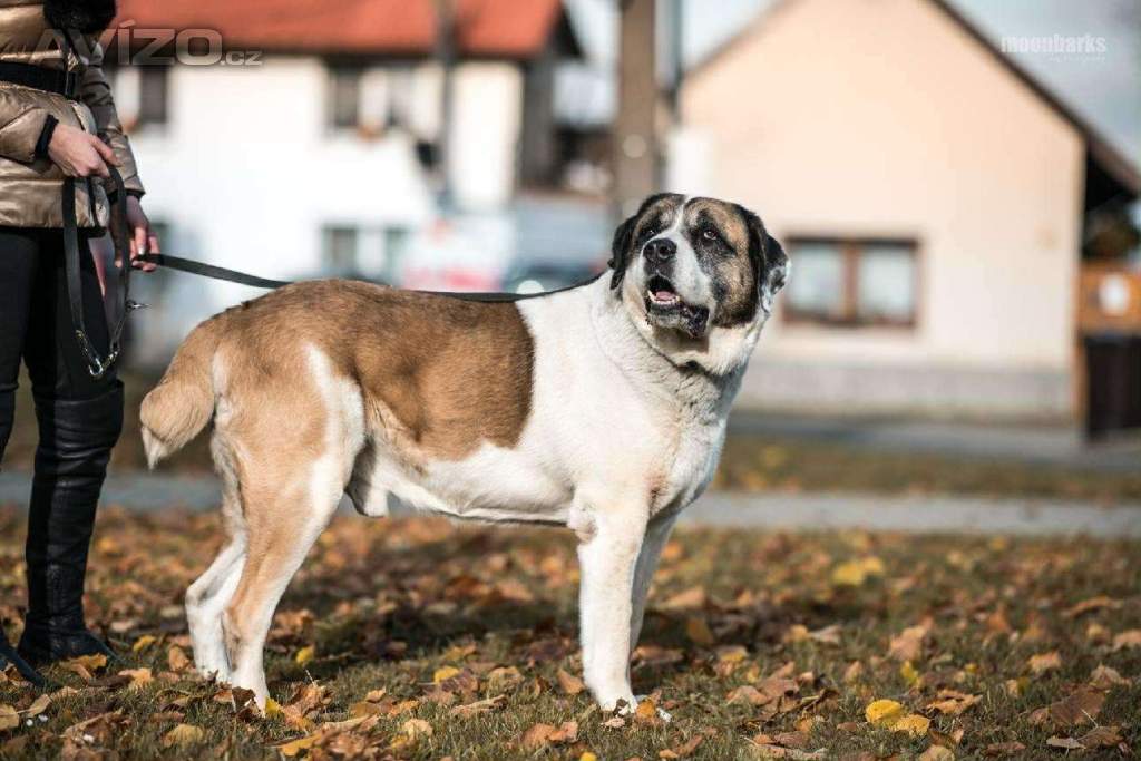 Foto inzerátu DAG - SAO 74 kg, kastrovaný psík 8 let 