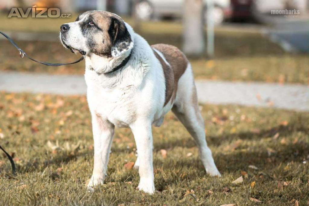 Foto inzerátu DAG - SAO 74 kg, kastrovaný psík 8 let 
