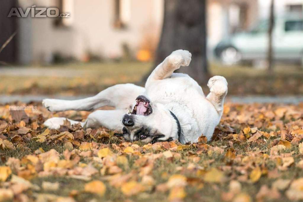 Foto inzerátu DAG - SAO 74 kg, kastrovaný psík 8 let 