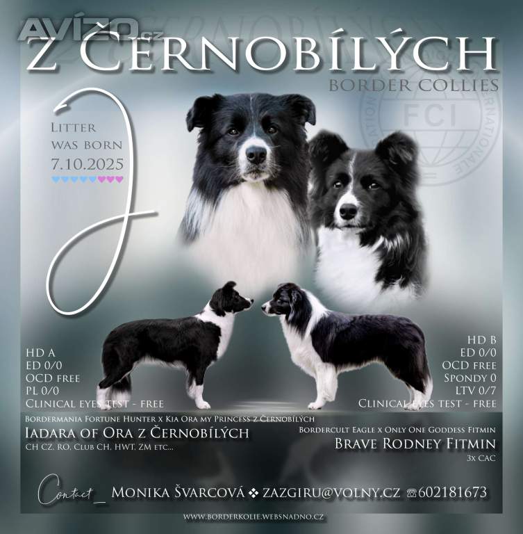 Foto inzerátu Border kolie - štěně s PP